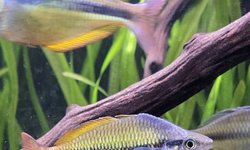 Yellow rainbowfish