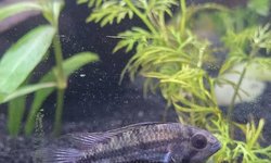 Wild type apistogramma cacatuoides