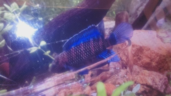 Blue Badis badis  pair