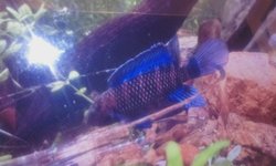 Blue Badis badis  pair