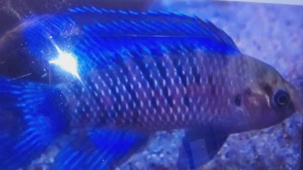 Blue Badis badis  pair