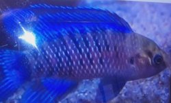 Blue Badis badis  pair