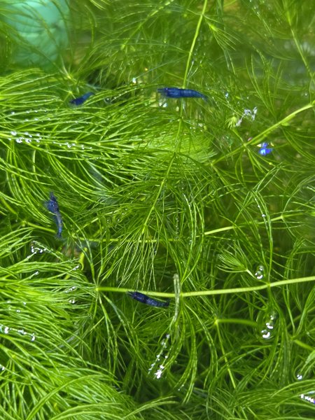 Blue Dream Shrimp