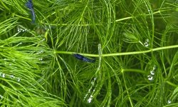 Blue Dream Shrimp