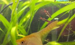 Gold Angel Fish