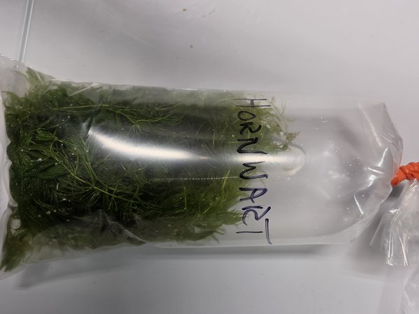 A Bag hornwart from another lot