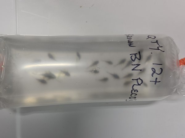 A Baby brown BN Plecos from another lot