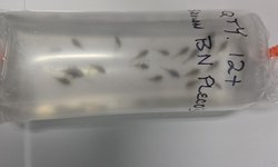Baby brown BN Plecos