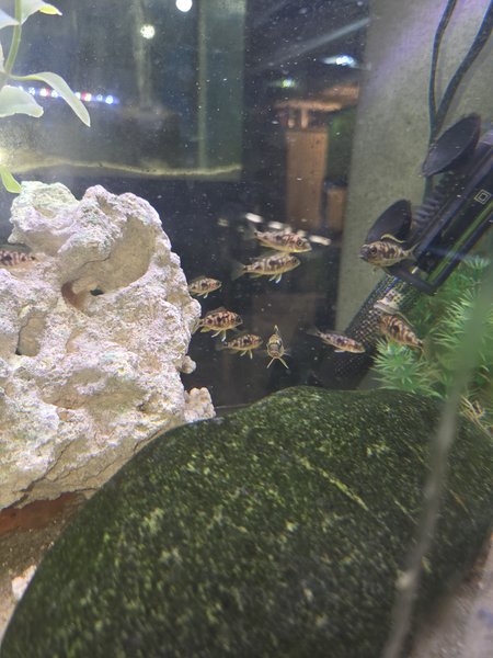 6 Otoph. Lithobates Black/Orange Dorsal