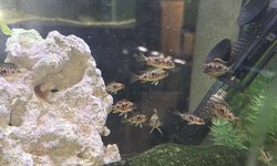 6 Otoph. Lithobates Black/Orange Dorsal