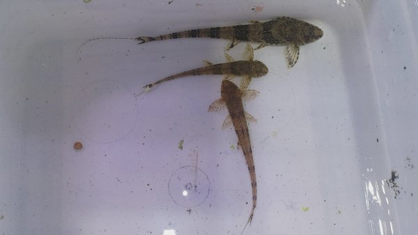 Whiptail cats.    Tank raised
