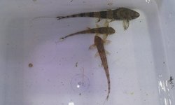 Whiptail cats.    Tank raised