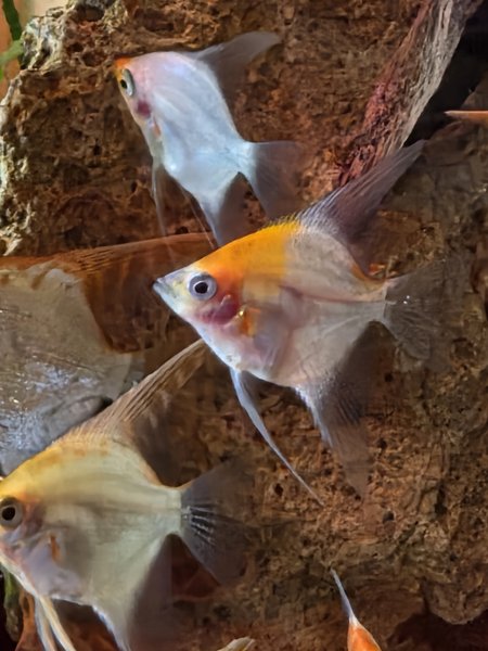 Albino Gold Blushing Angelfish Qty. 2