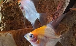 Albino Gold Blushing Angelfish Qty. 2