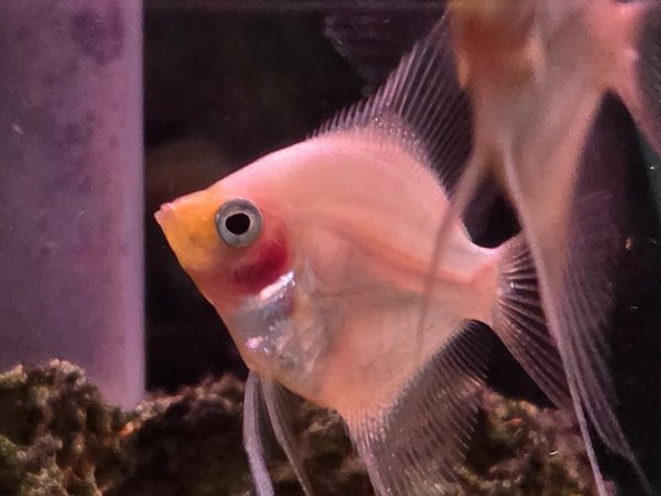 Blushing Angelfish