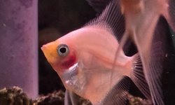 Blushing Angelfish