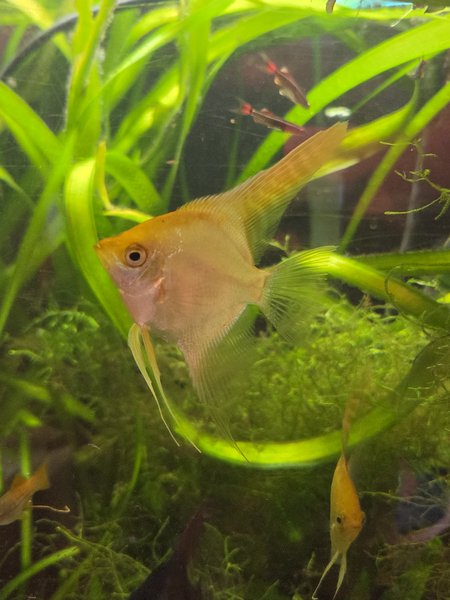 Adult Gold Angelfish