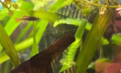 Black Angelfish