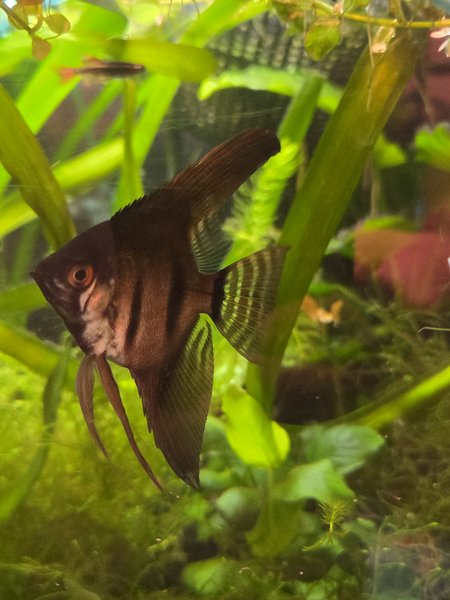 Black Angelfish