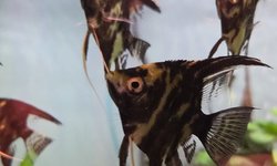 Marble Angelfish