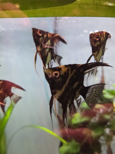 Marble Angelfish