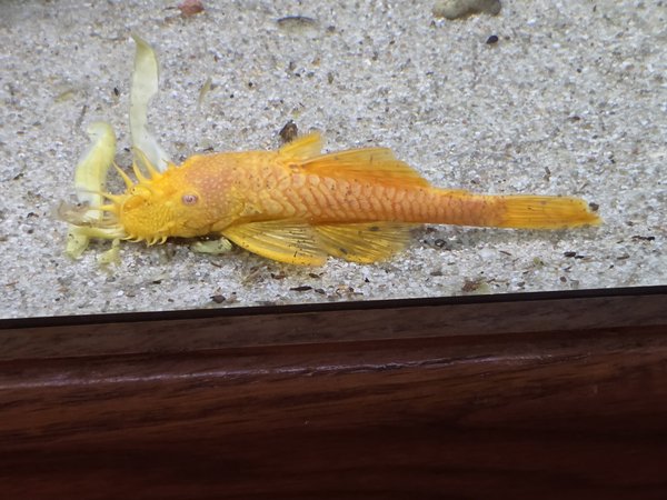 Large Male Albino BN Pleco