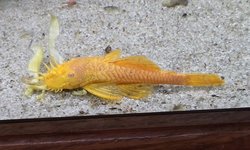 Large Male Albino BN Pleco