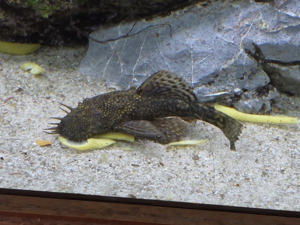 Large Male & Female Brown BN Pleco