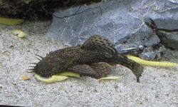 Large Male & Female Brown BN Pleco