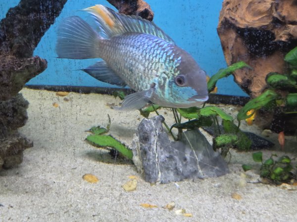 Electric Blue Acara