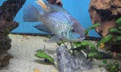 Electric Blue Acara
