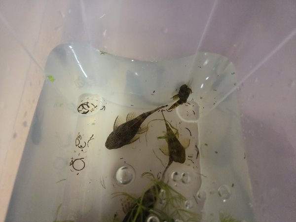 BRN BN Plecos Qty. 3