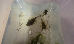 BRN BN Plecos Qty. 3