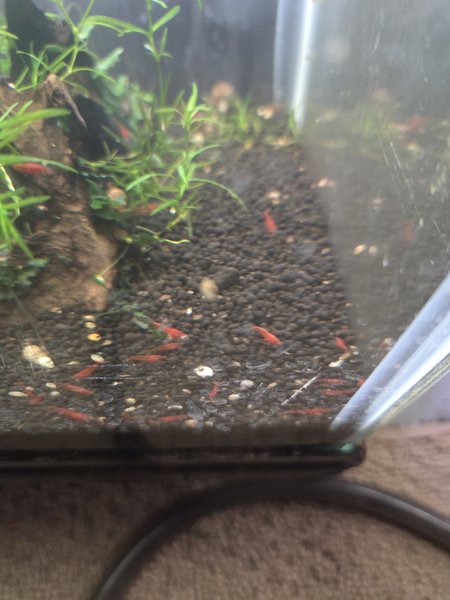 10 Bloody Mary Shrimp