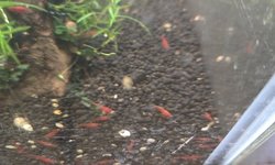 10 Bloody Mary Shrimp