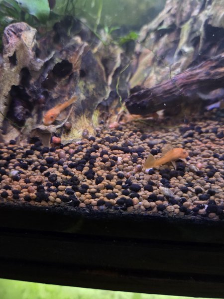5 Super Red Bristlenose Ancistrus Pleco