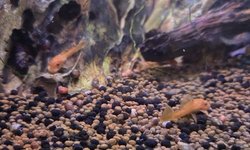 5 Super Red Bristlenose Ancistrus Pleco
