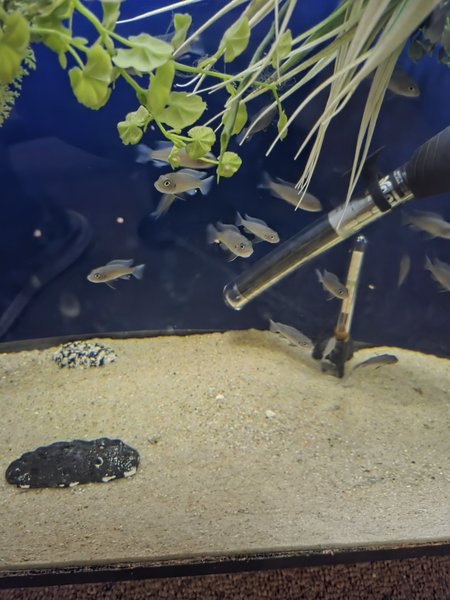 6 Cynotilapia Hara "Gallireya Reef"