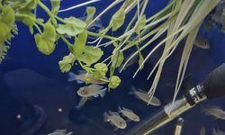 Photo 3 of 6 Cynotilapia Hara "Gallireya Reef"