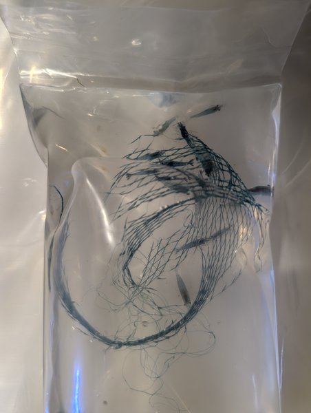 Blue-ish Shrimp