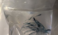 Blue-ish Shrimp