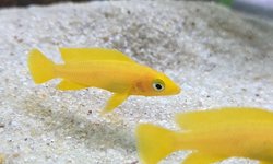 Photo 3 of NEOLAMPROLOGUS LELEUPI (6)