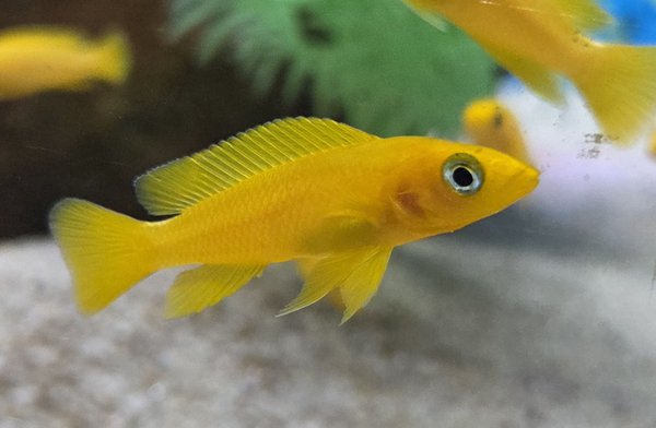 Photo taken from group for auction