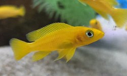 Photo 2 of NEOLAMPROLOGUS LELEUPI (6)