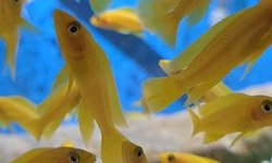 Photo 1 of NEOLAMPROLOGUS LELEUPI (6)