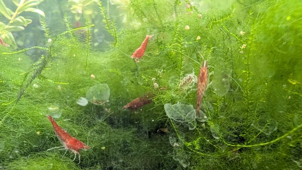 10 Neocaridina davidi Cherry Red