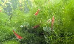 Photo 2 of 10 Neocaridina davidi Cherry Red