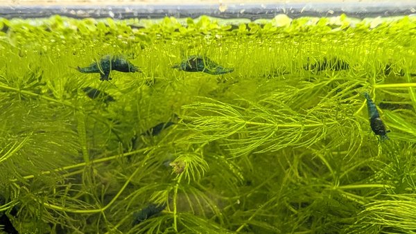 10 Neocaridina davidi Blue