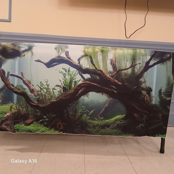 55 gal  background