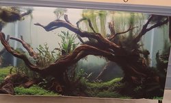 55 gal  background